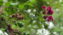 Dried Bougainvillea Flowers In The Branches. Selective Focus Shot