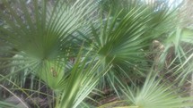 Palms and tropical vegetation in a tropical jungle forest setting with birds calling out and signing in the background. Green tropical rain forest video panning across the vegetation in a tropical forest and bird sanctuary. 