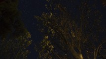 Timelapse of stars above trees with changing leaves in Autumn