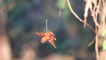 fall leaf swinging on a spider web 