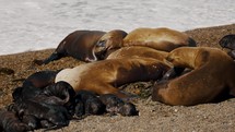Closeup Of Female Sea Lions With Their Pups In Valdes Peninsula, Argentina.	
