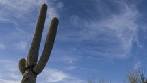 Timelapse of high clouds over a desert Saguaro cactus