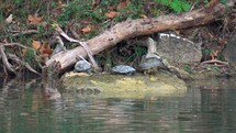 turtles on a rock 