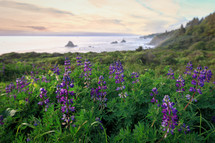 purple wildflowers on a shore and ocean view 
