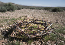 crown of thorns in a desert 