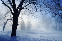 Winter scene of barren trees in snow