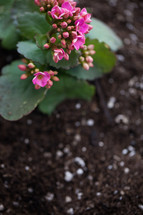 flowers on a plant in potting soil 