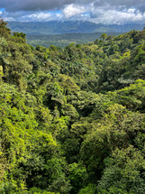 Rain forest in Costa Rica, Hanging Bridges area.