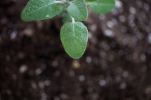 new green leaves on a plant in potting soil 