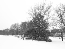 trees and fence line in the snow 