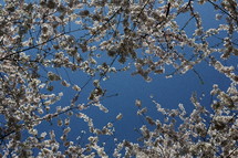 cherry blossoms and blue sky 