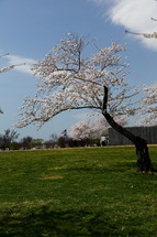 Cherry blooms in spring 