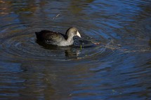 American Coot swimming in a pond