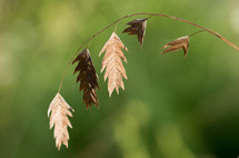 Brown leaves on a stalk