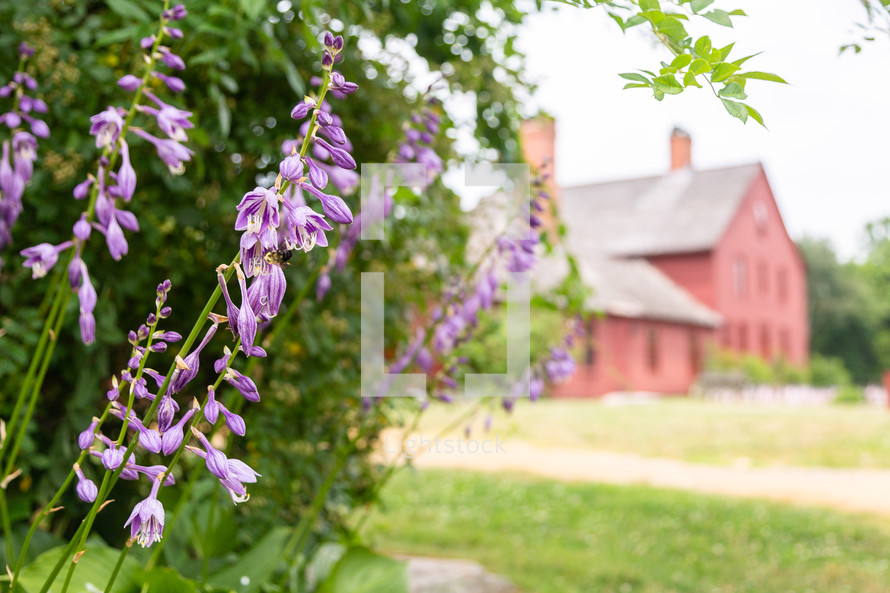 Purple hosta flowers with historic house in background