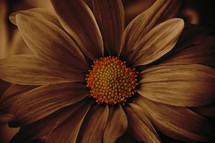 closeup of rich brown flower with orange center 