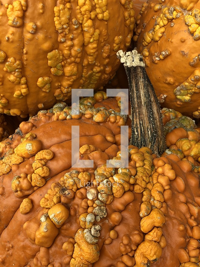 bumpy pumpkins closeup