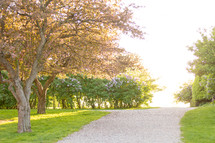 Pathway through park in springtime with blooming trees at golden hour