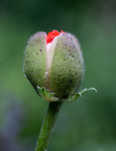 Bright red poppy bud about to bloom