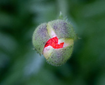 Bright red poppy bud about to bloom