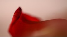 red flower petal 