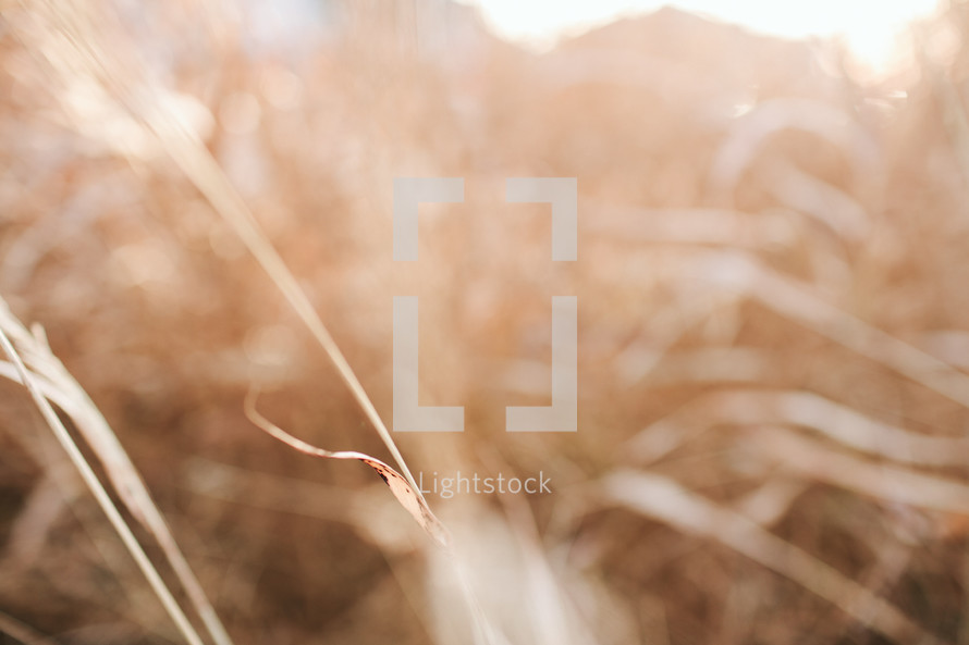 brown grasses background 