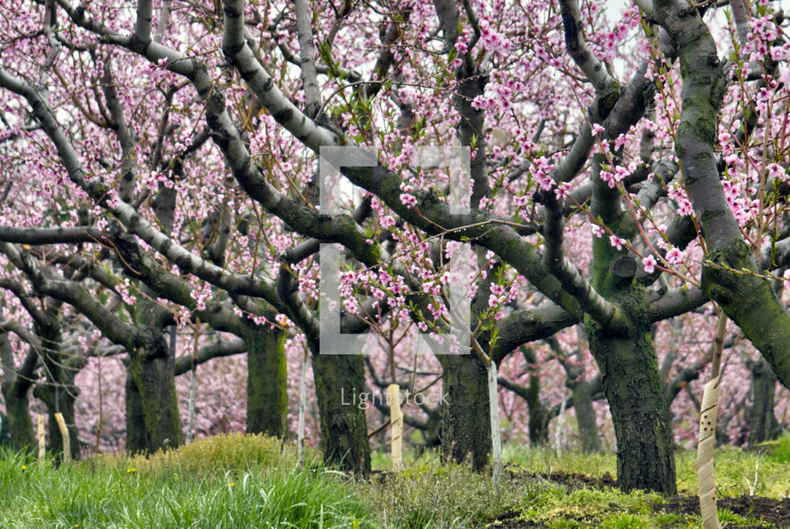 spring blossoms on cherry trees 
