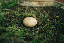 egg on the ground 