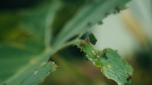 Large ants crawling around and eating a tropical plant 