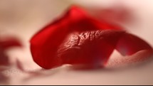 red flower petal closeup 
