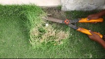 cutting grass with hand held clippers