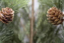 snow on a pine tree 