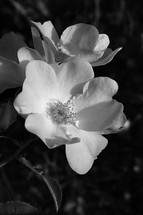 rose bloom in dramatic black and white 