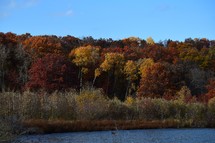 Fall trees near lake