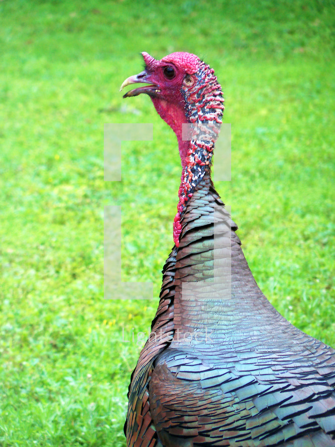 A male Turkey searches for food in a grassy grean open meadow looking very pensive as he searches for food. Turkeys are amazing creatures when you look at their feathers it is like looking at armor plating. The males plumage opens up and shows an array of colors that attracts the female and shows his authority as leader of the group. 