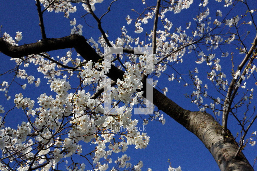 cherry blossoms and blue sky 