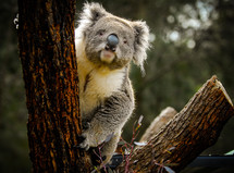 koala in a tree 