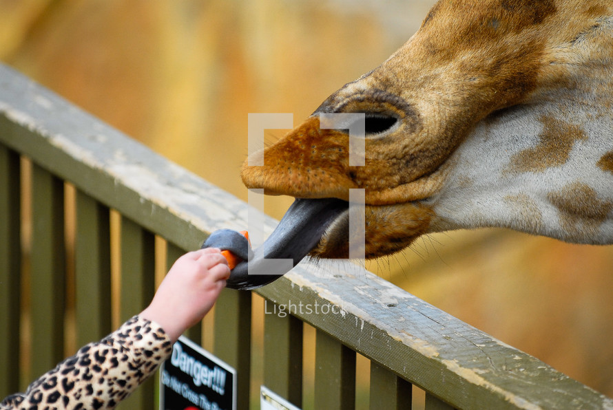 A giraffe taking food from a child with his tongue.
