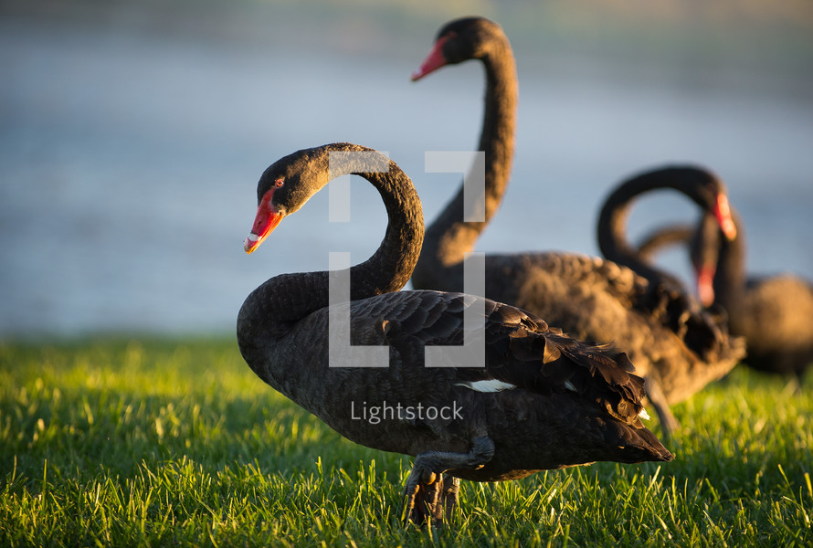 Black geese in the grass by water.