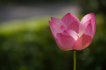 Pink Lotus flower in bloom. Water lilly.