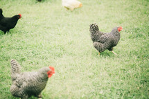 chickens running in grass