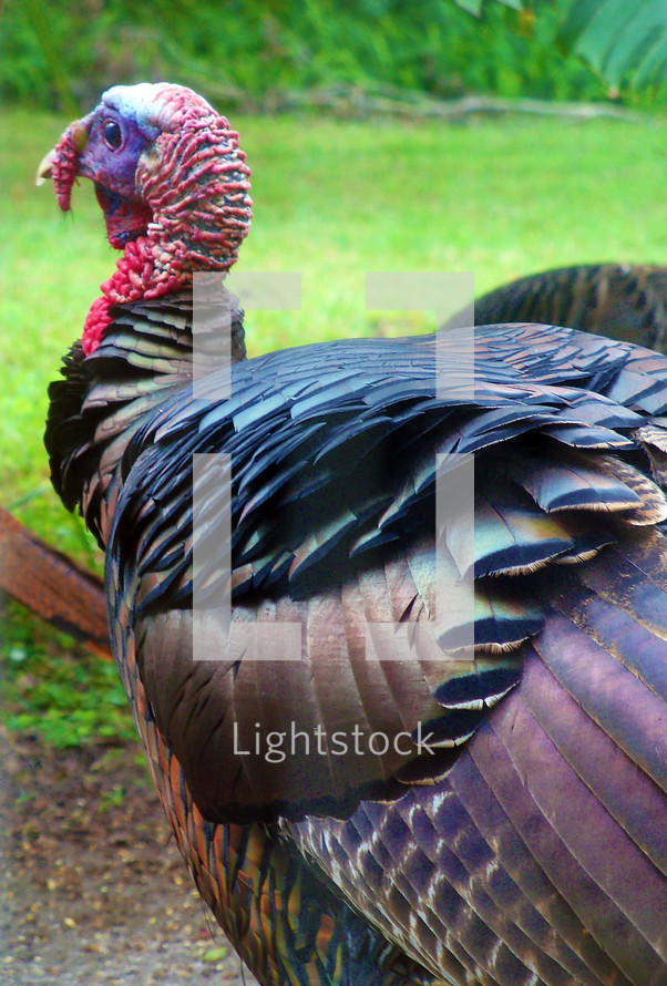 Close up of turkey face