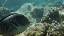 Sea dweller, sohal surgeonfish in coral reef