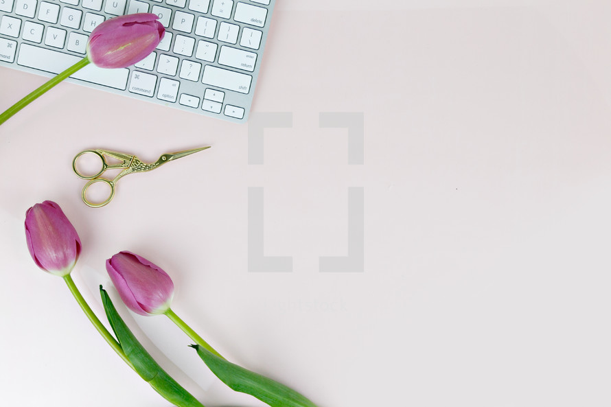 computer keyboards, gold scissors, and fuchsia tulips on a pink background 