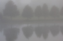 trees along a lake shore in fog 
