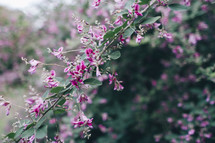 A bush branch with pink blooms.