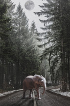 elephant standing on a road in a winter forest 