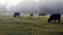 The Cattle on a thousand hills - A group of cows graze together in a grassy meadow while the sun rises in the background in a rural country setting. 