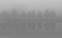 A line of trees being reflected in a pond on a foggy day.