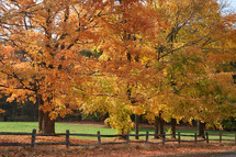 fall maple trees and fence line 
